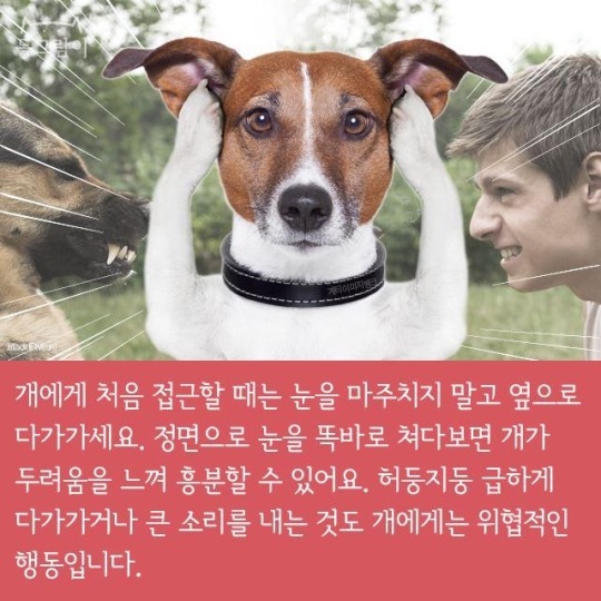 처음 만난 개와 인사하는 법 | 인스티즈