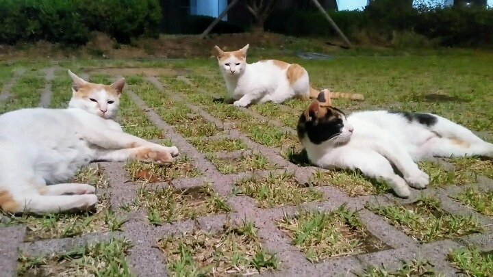 제가 돌보는 길냥이에요~5 feat. 우산 먹방 | 인스티즈