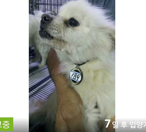 태어난지 얼마 안 된 새끼들과 어미견들이 많은 밀양보호소의 아이들을 구해주세요. 도와주세요 | 인스티즈