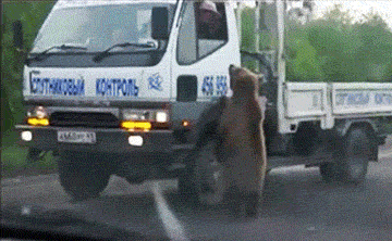 러시아에서 곰으로 산다는 것.gif | 인스티즈