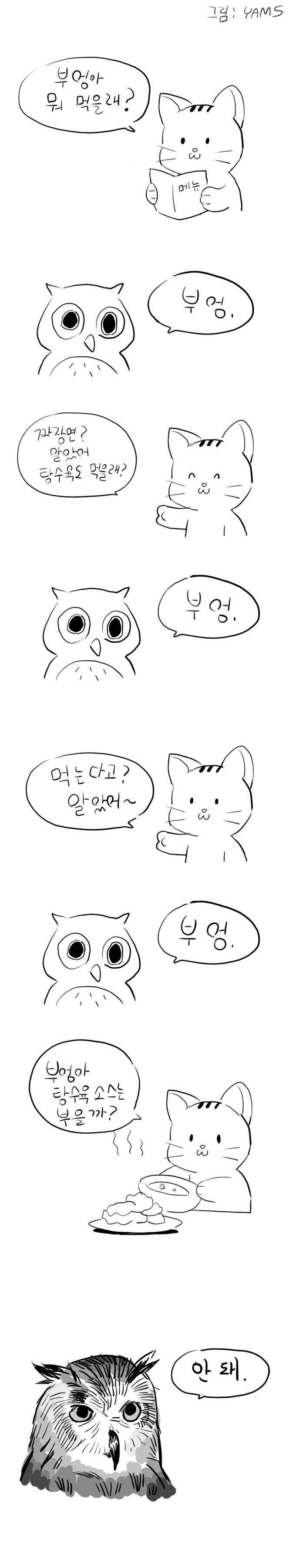 중국집 음식 시켜먹는 부엉이 | 인스티즈