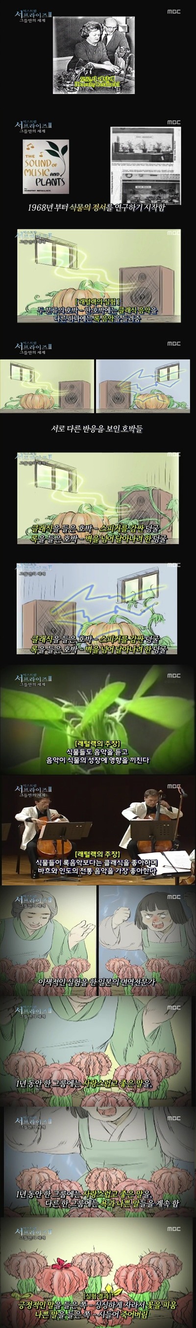  살인사건의 유일한 목격자인 식물 | 인스티즈