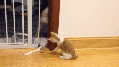 댕댕이 vs 떼껄룩.gif | 인스티즈