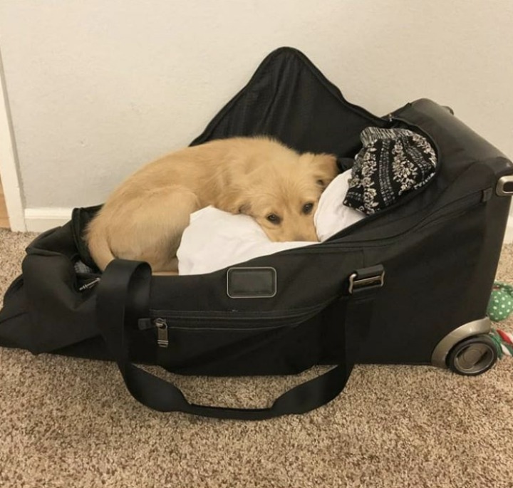개와 고양이.jpg | 인스티즈