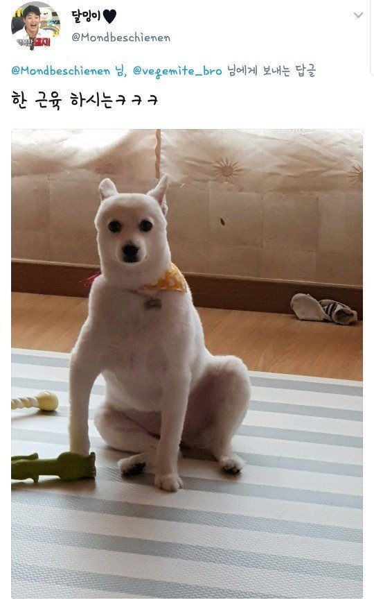 댕댕이 벌크업 레전드.jpg | 인스티즈