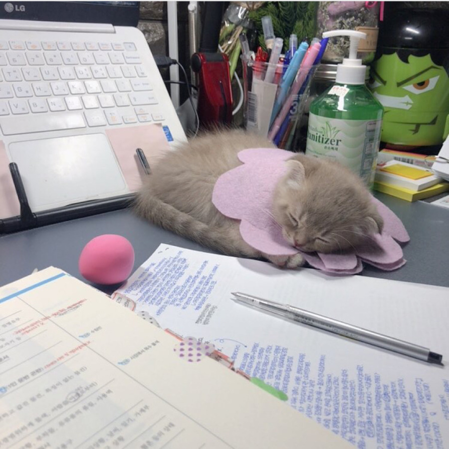 공시생 공부 방해하는 못된 고양이 | 인스티즈