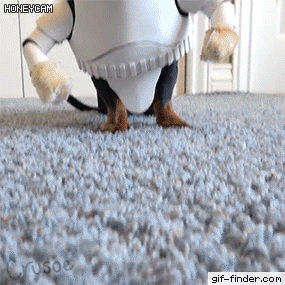 주인새끼가 이상한거 사옴.GIF | 인스티즈