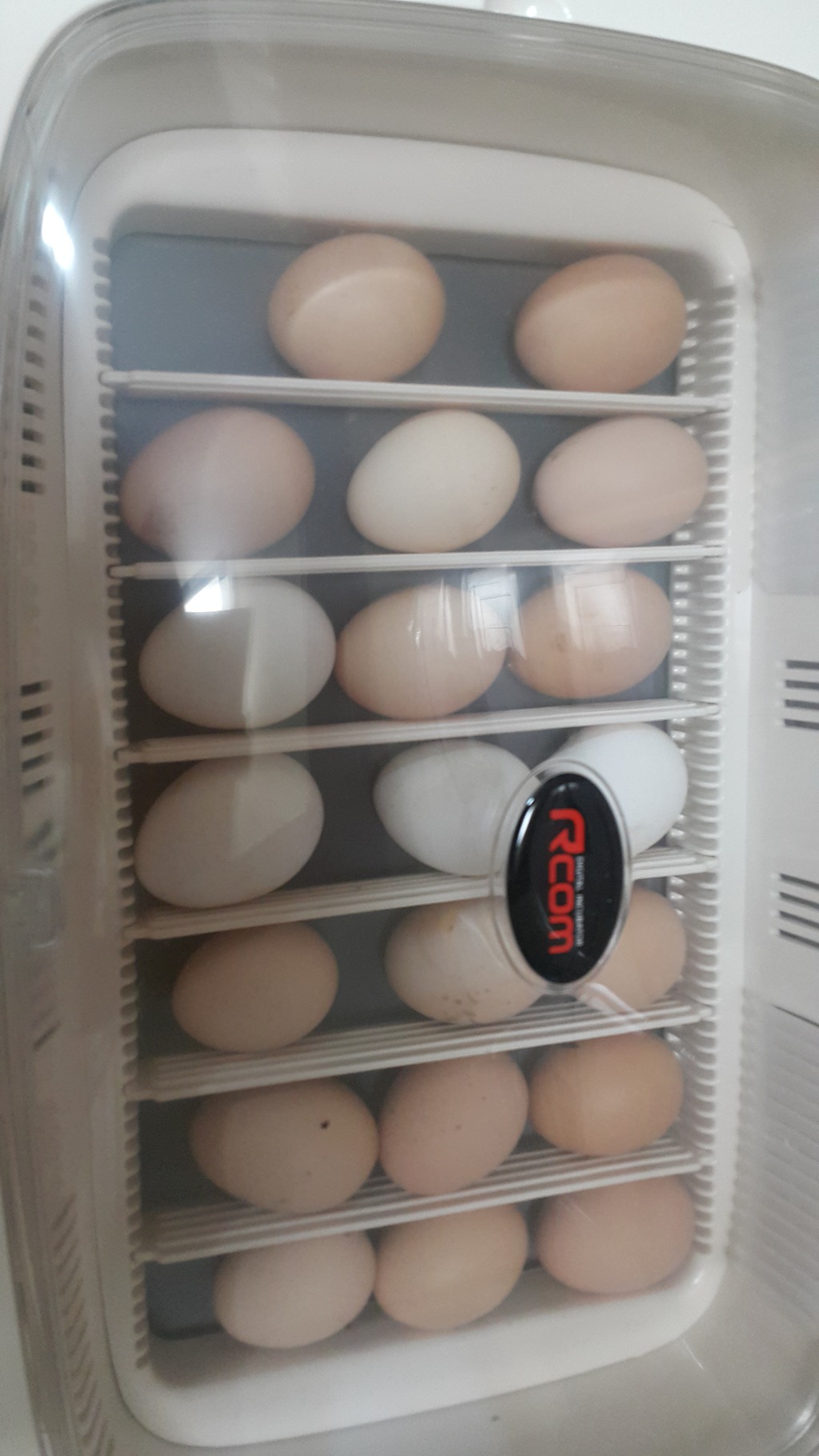페버 이미지