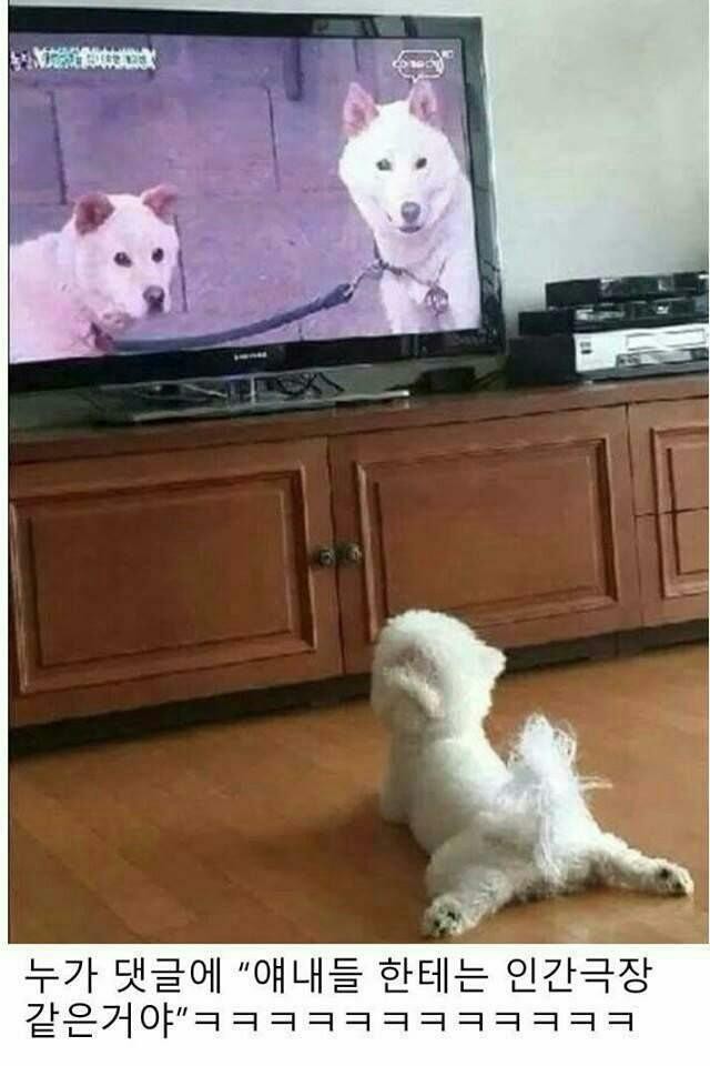 동물농장 이미지
