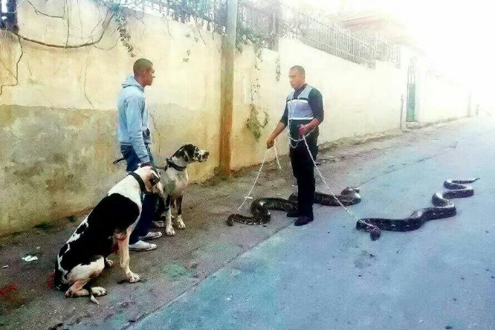 당신개들때문에 우리아가들이 놀랬잖아요!! | 인스티즈