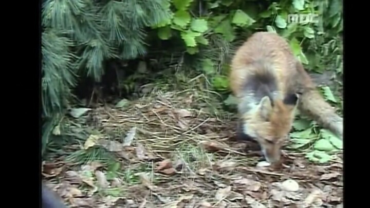 북한 개마고원에 살고 있는 동물들 | 인스티즈
