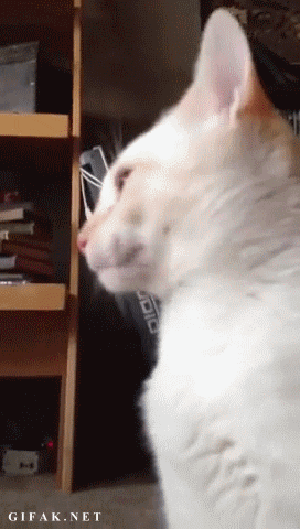 고양이 물리엔진오류 짤 모음.gif | 인스티즈