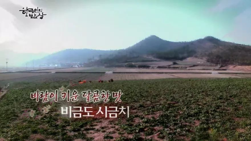 한국인의 밥상 - 비금도 시금치 | 인스티즈