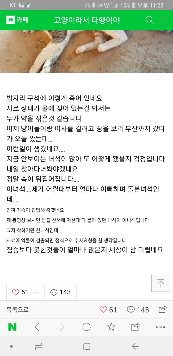 집에서 아깽이 몇십마리 키우게 됐다는 치면튄다님 고양이들이 다 죽어가고있어 | 인스티즈