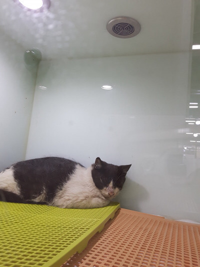 구조햇던 길냥이 모모랑 다른 아가들 입양처 구한대!! | 인스티즈