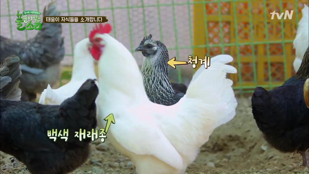 [풀뜯어먹는소리] 닭에서 시작해 소까지 살 수 있게 된 중딩농부 태웅.jpg | 인스티즈