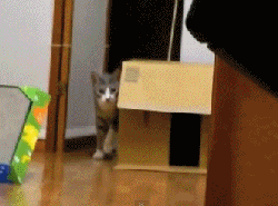 무궁화 꽃이 피었습니다 | 인스티즈