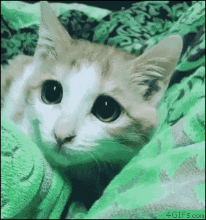 세상에 저런고양이가 어딨어.jpg | 인스티즈