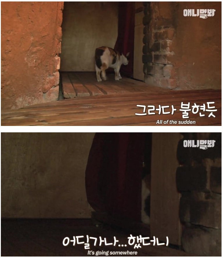  찜질방 고양이 | 인스티즈