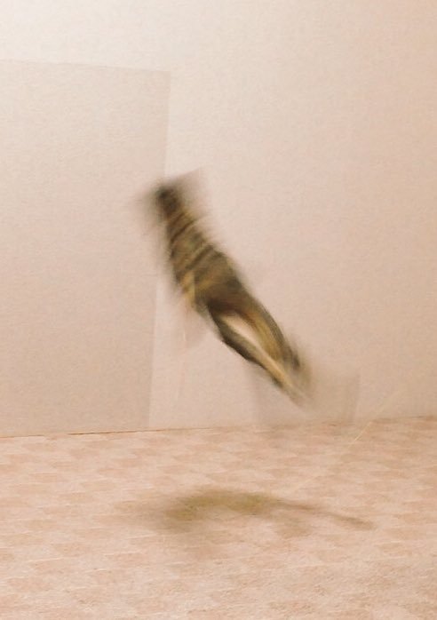 망한 고양이 사진대회.JPG | 인스티즈