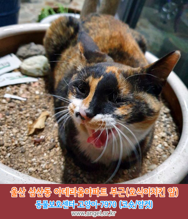 호식이두마리치킨울산 이미지