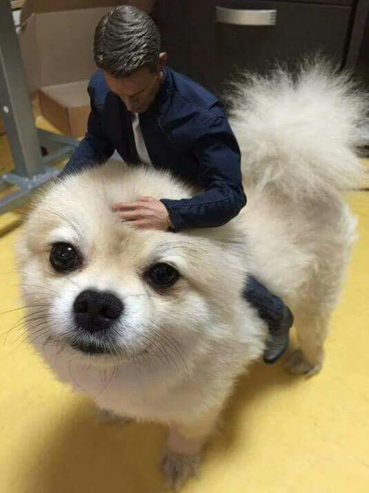 주인이 피규어 덕후인 강아지.jpg | 인스티즈