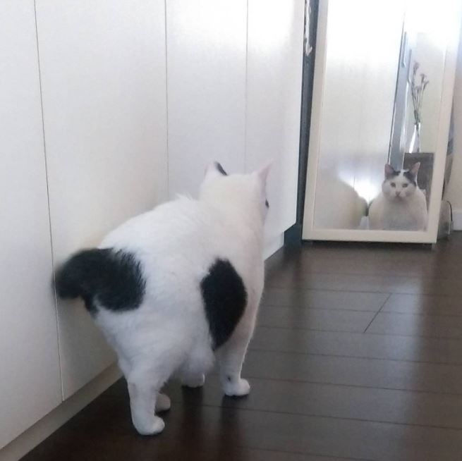 엉덩이가 까만 야옹이.jpg | 인스티즈