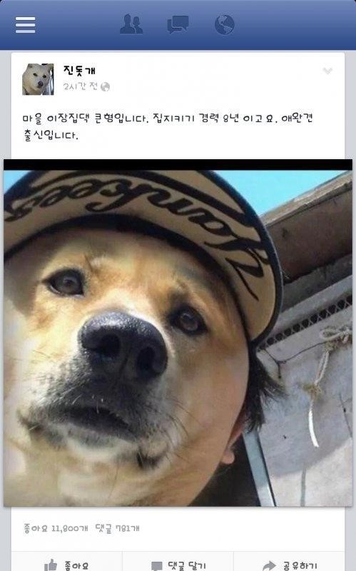 진돗개 페이스북 | 인스티즈