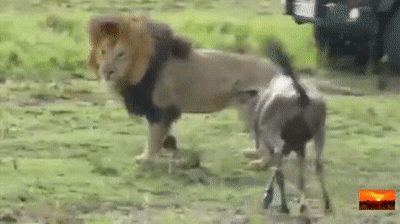 소가 돌진해오면 아래로 피하면서 목을 노리면 된다.gif | 인스티즈