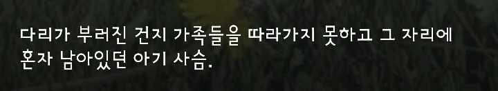 다리 다친 아기사슴을 구해주면 생기는 일.gif (데이터30MB) | 인스티즈