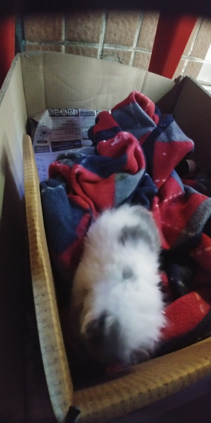 새끼고양이 키우실분 계신가요? ㅠㅡㅠ | 인스티즈