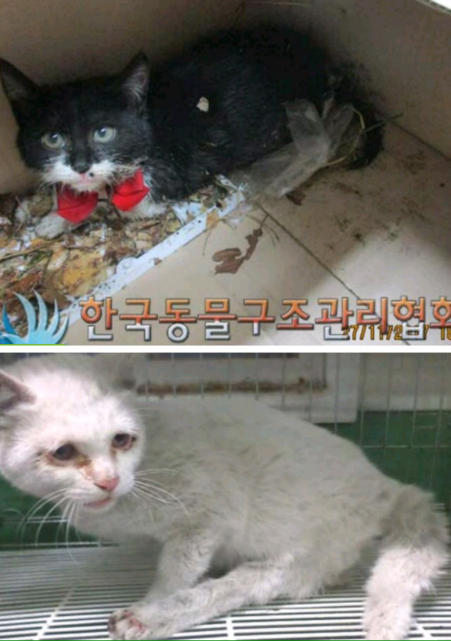 이번주 안락사예정 유기견아이들 꼭 공유부탁드려요 | 인스티즈