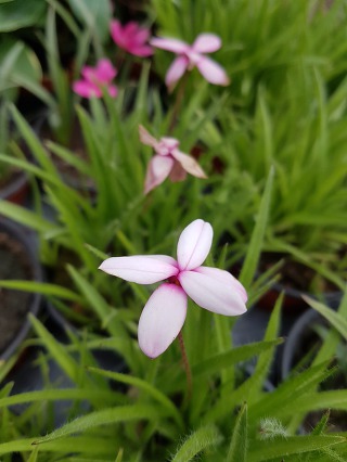 9964E8505C883F151EB427