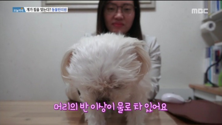 강아지 한의원.jpg | 인스티즈