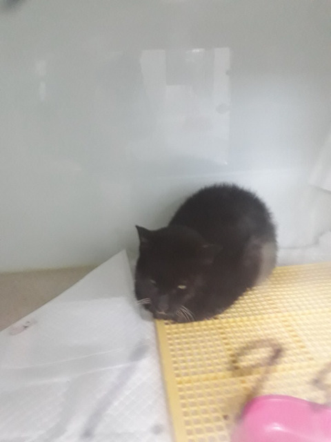 구조햇던 길냥이 모모랑 다른 아가들 입양처 구한대!! | 인스티즈