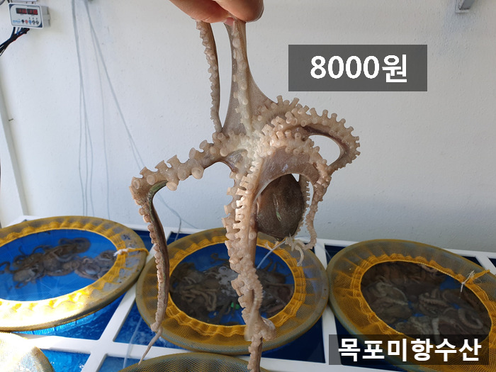 목포뻘낙지 이미지