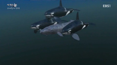 전 세계에 단 한마리밖에 없는 고래.jpgif | 인스티즈