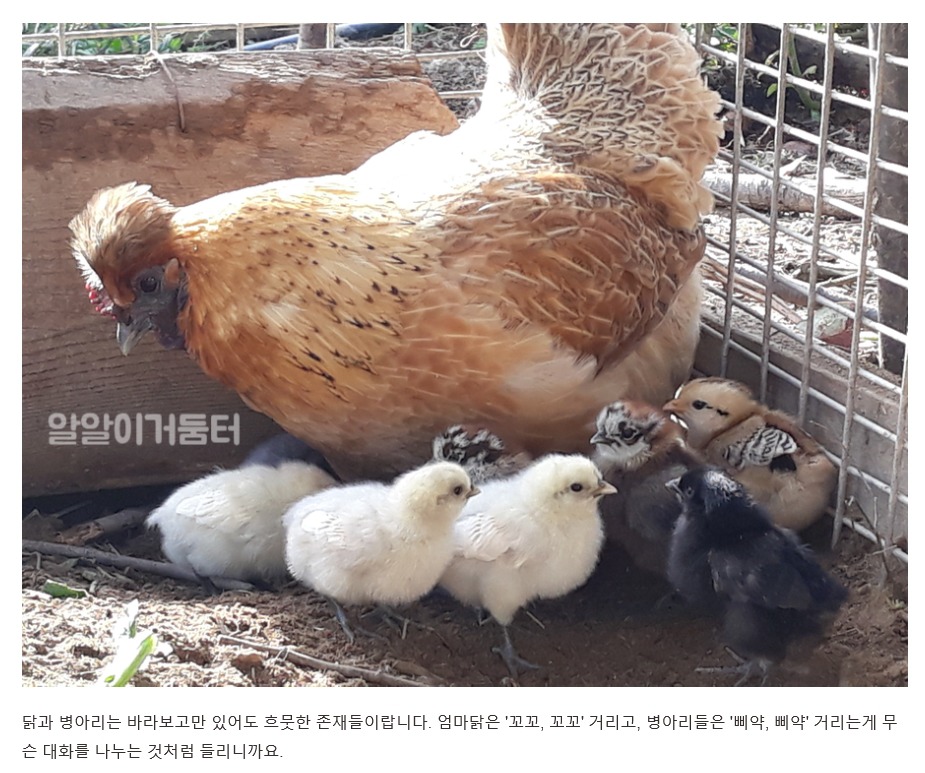 엄마닭 이미지