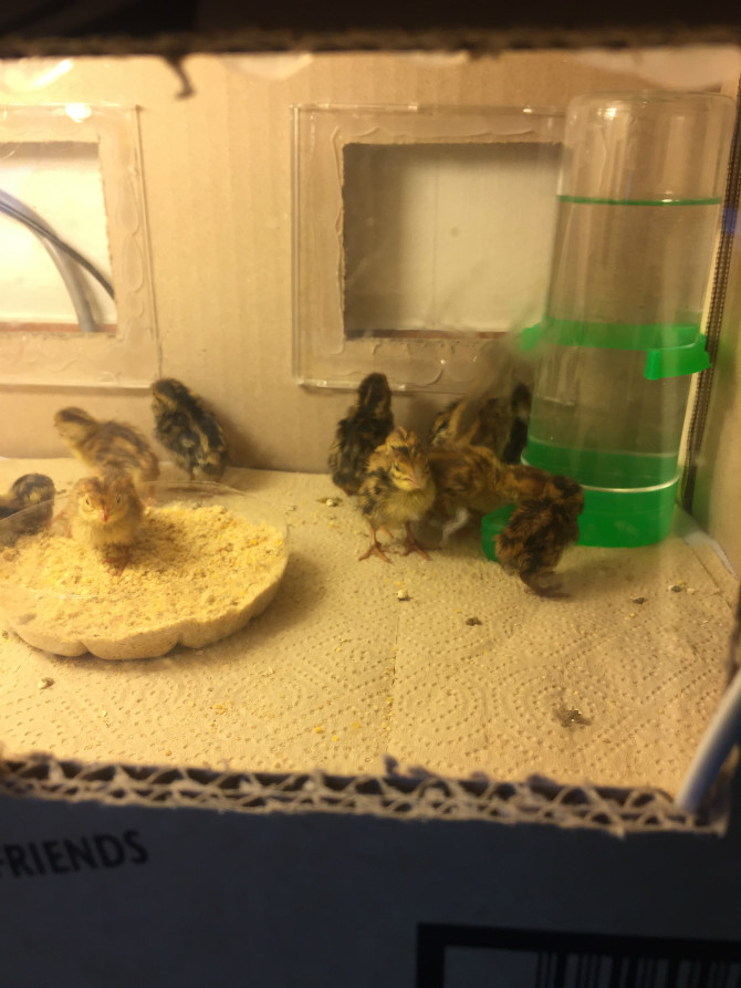 메추리 부화한 외국인영상을 보고 시도해본 보배 유저 | 인스티즈