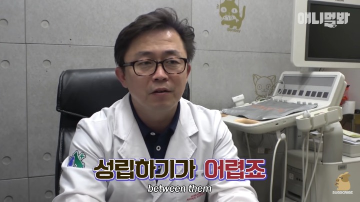 말티즈×허스키 = 말스키 | 인스티즈