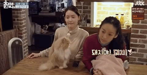 [효리네민박] 윤아와 눈인사 잘해주는 고양이 삼식이ㅠㅠ.gif | 인스티즈