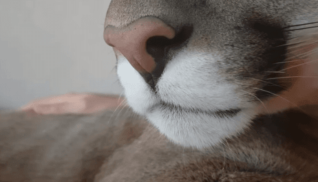 고양이를 키우고 싶은 집사들에게 추천한다는 고양이 | 인스티즈