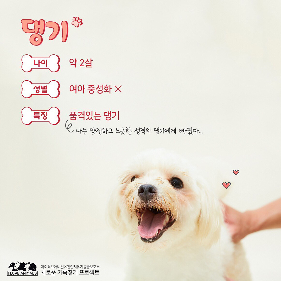 우리는 언제 가족이 생기나요? 사지 말고 입양하세요! | 인스티즈