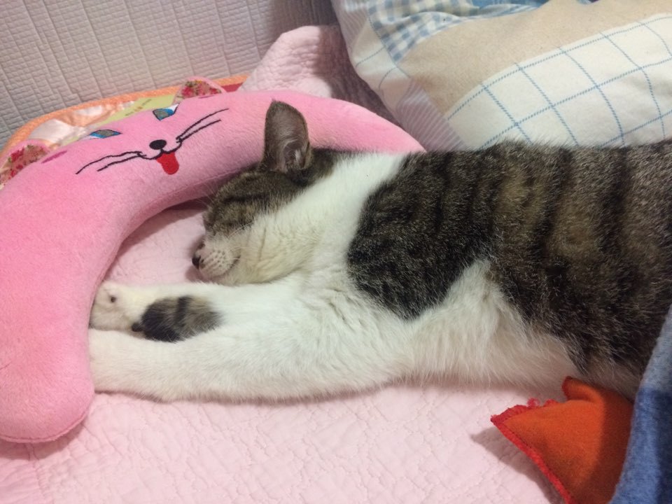 박스안에서 버려진채 떨고있던 고양이 쿠키를 도와주세요! +따뜻한 가족이되어줄 입양처를 찾습니다! | 인스티즈