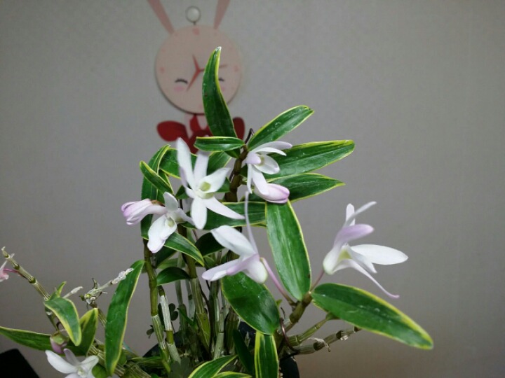 금청 이미지