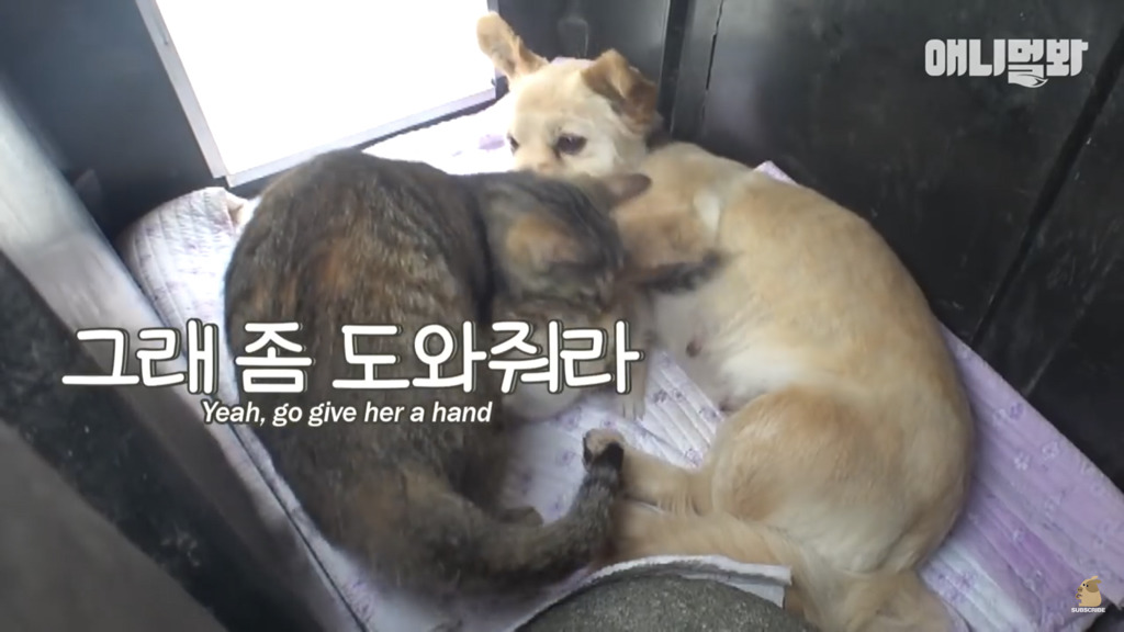 아기 고양이를 능숙하게 키우는 강아지의 사연은? | 인스티즈