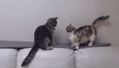 나만 고양이 없어.2 | 인스티즈