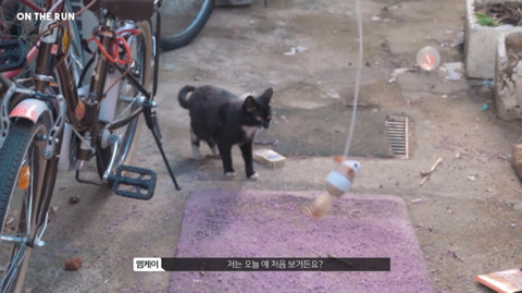 망원동 고양이 밥을 책임지고 있는 아이돌 | 인스티즈