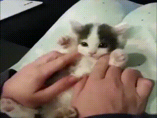 아기고양이 | 인스티즈