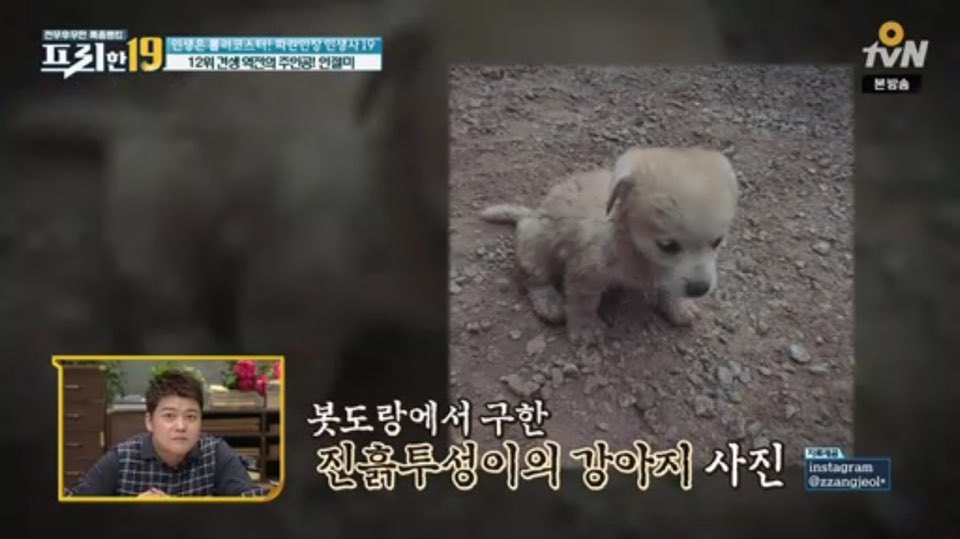 [인절미/짱절미] tvn 프리한19 견생역전의 주인공 | 인스티즈